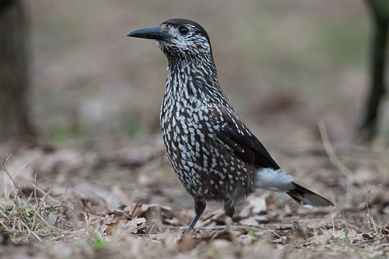 Spotted nutcracker (Nucifraga caryocatactes)